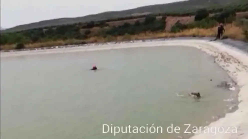 Bomberos de la DPZ rescatan a un corzo que había caído a una balsa de riego