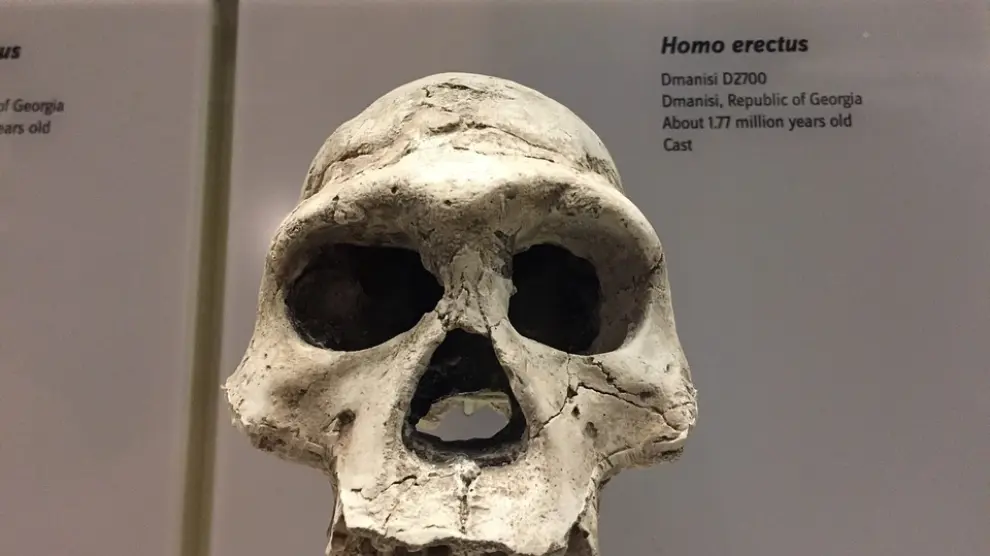 Cráneo de un Homo erectus.