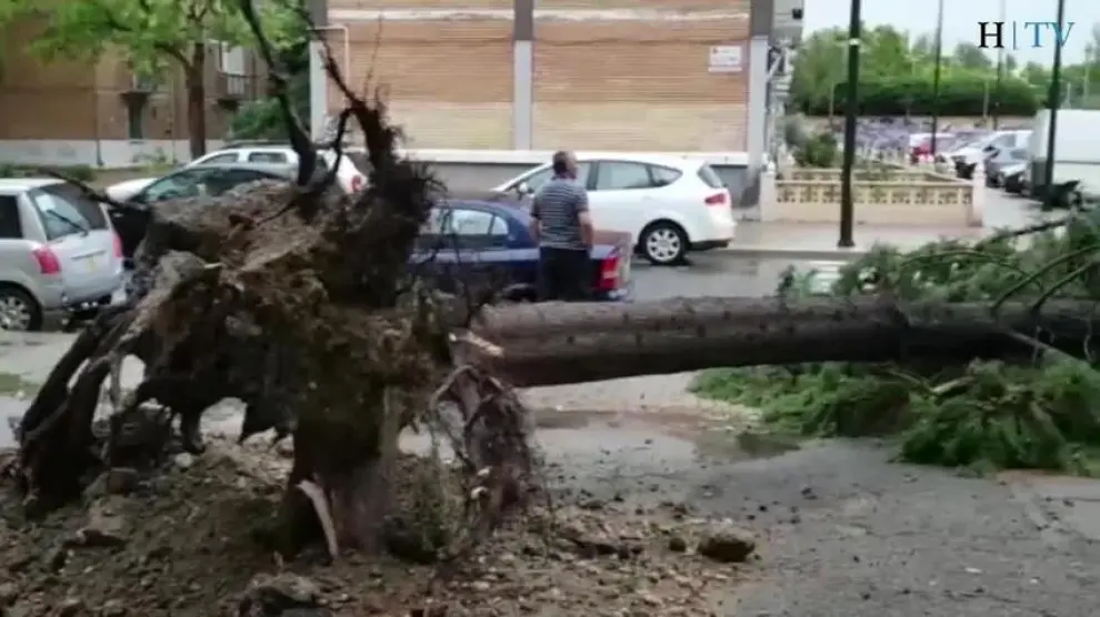 Ramas y un árbol arrancado de raíz por culpa de la lluvia y el viento.