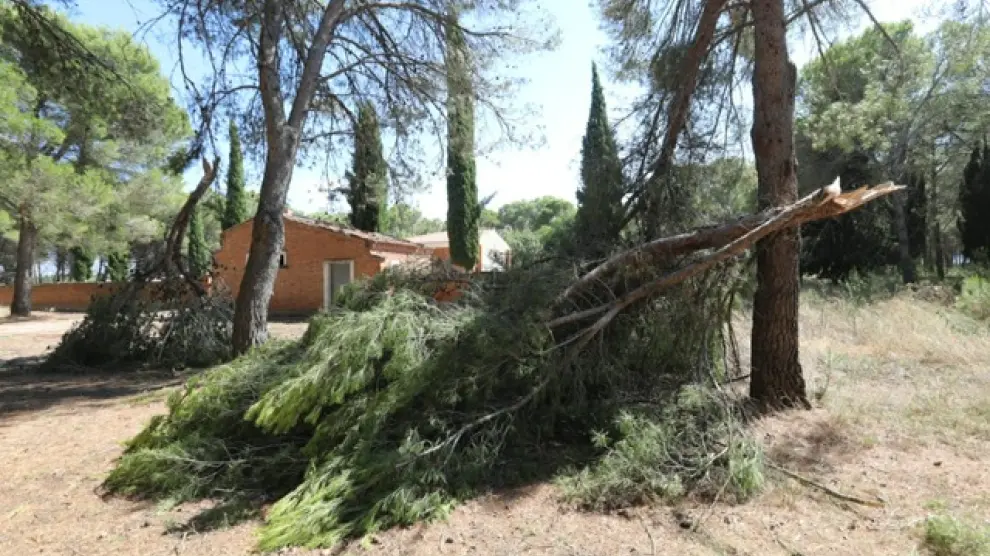 Árboles caídos en el municipio de Almuniente