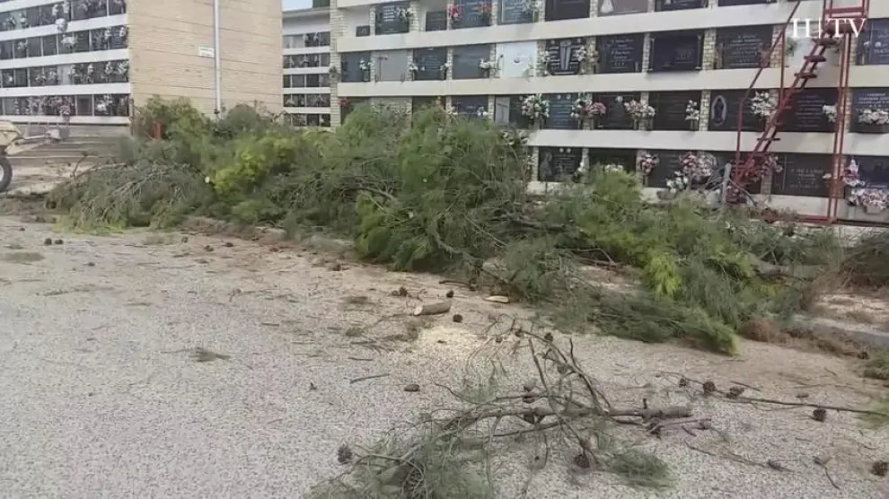 Árboles y ramas caídas en Zaragoza durante las tormentas de verano