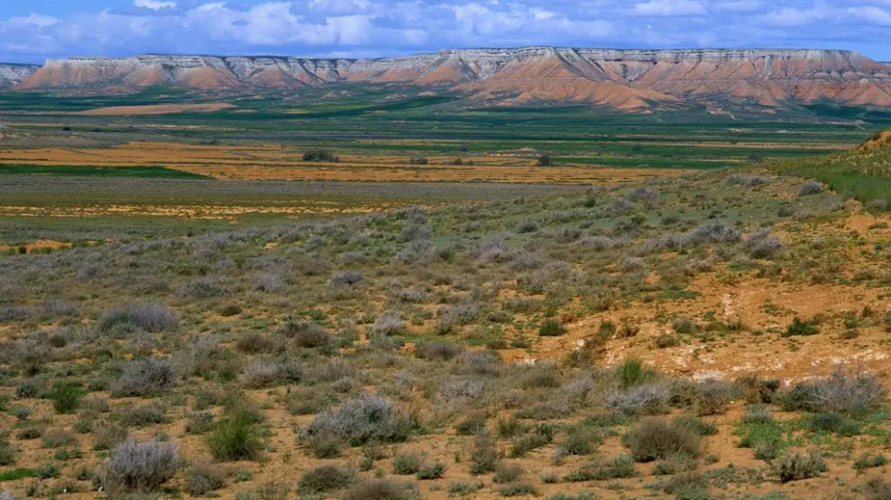 La estepa marca el paisaje de la reserva ornitológica de El Planerón de Belchite.