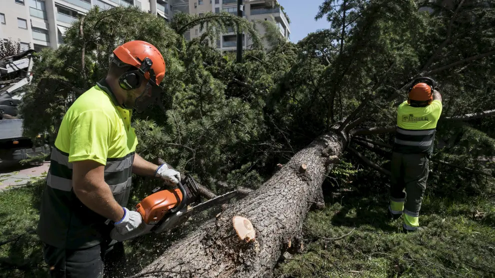 Continúan retirando árboles caídos tras la tormenta de hace diez días
