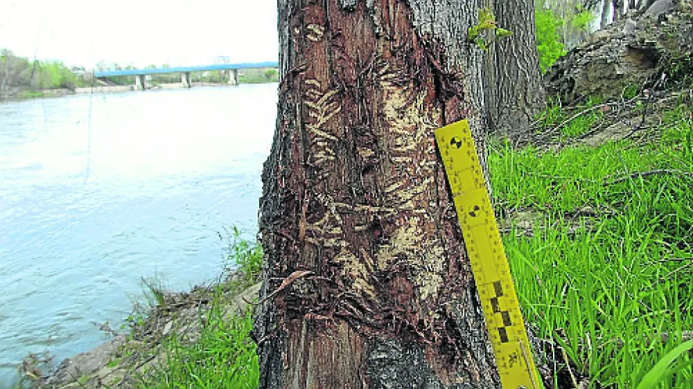 Rastro de un castor en un soto de Las Fuentes (Zaragoza). Los castores cortan árboles de la ribera, excepto el aliso y el tamariz. Aparecen marcas en los troncos en las zonas donde se mueven.