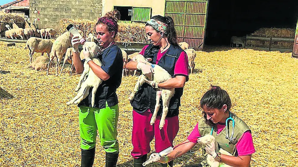 Clara, Laia y Ainhoa, en la granja.