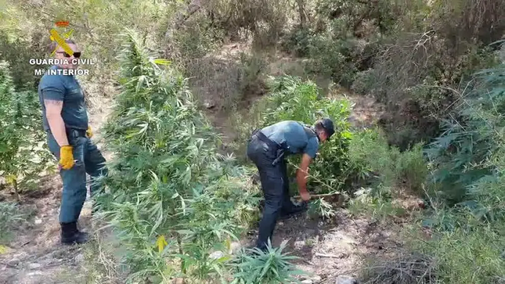 Detenidos por cultivar marihuana en un terreno de la Junta de Ganaderos de Caspe