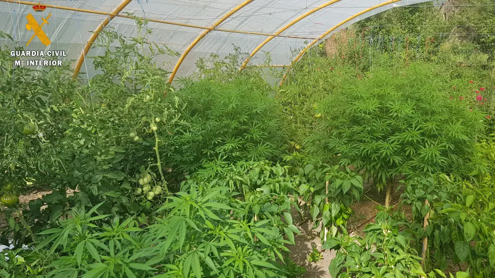 Las plantas de marihuana estaban ocultas entre los vegetales de las huertas.