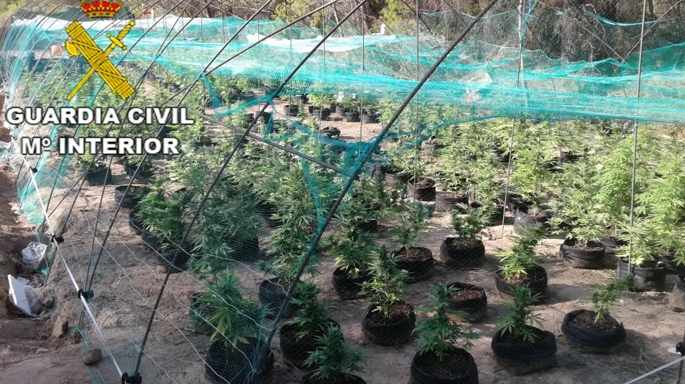 Plantas de marihuana incautadas por la Guardia Civil.