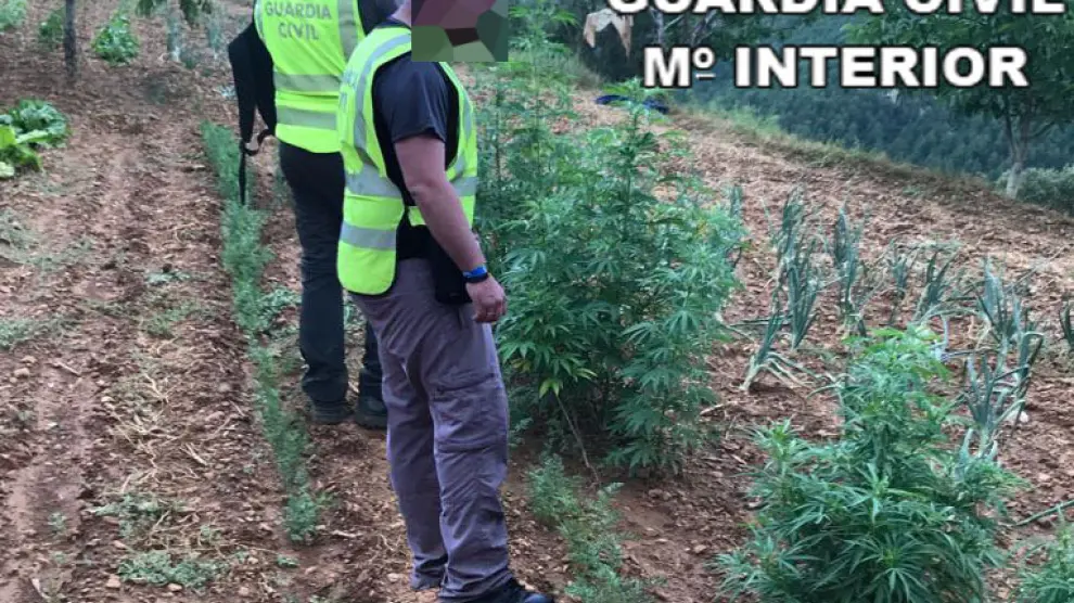 Plantación de marihuana desmantelada en Linares de Mora.