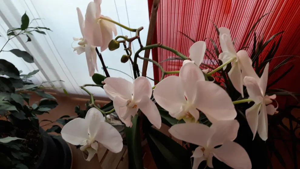 Las orquídeas apenas requieren tierra