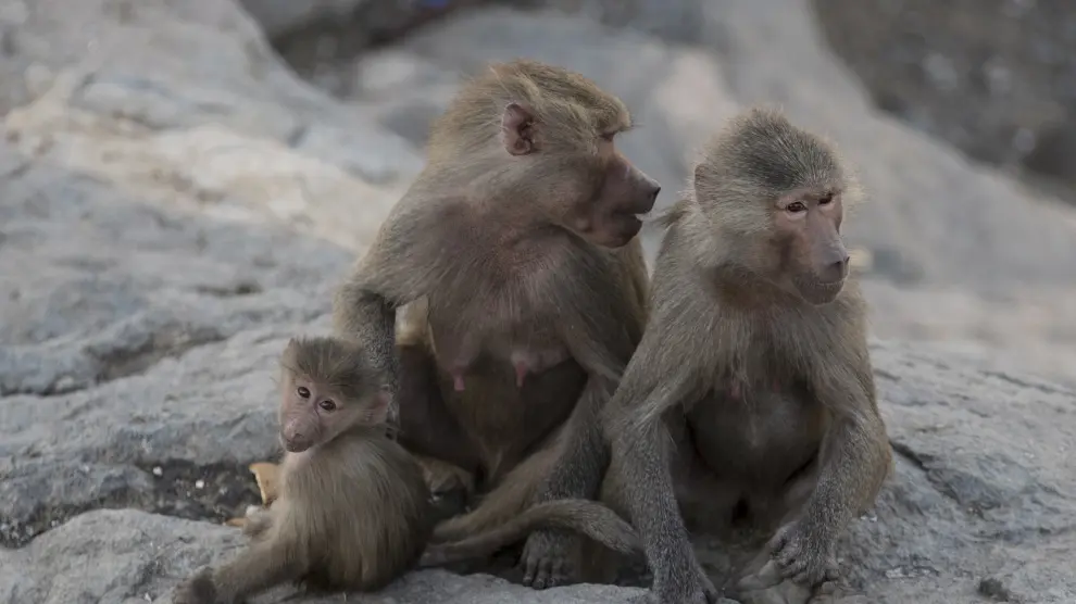 Una familia de monos.