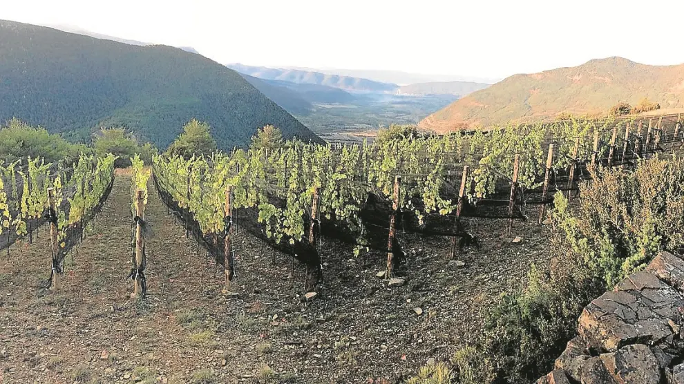En Barbenuta está el viñedo más alto de la Península Ibérica.