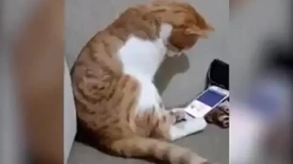 La reacción del gato que ve un vídeo de su dueño muerto