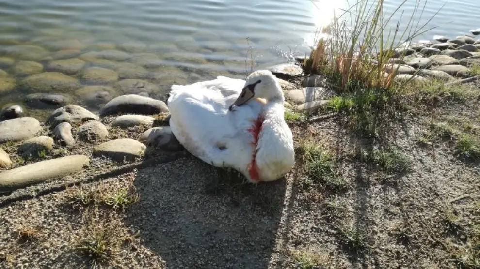 El cisne al que atacó un perro en el Parque del Agua.