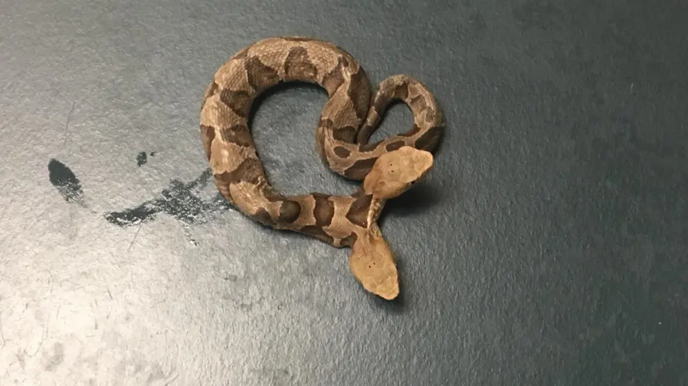 La serpiente de cobre de dos cabezas.