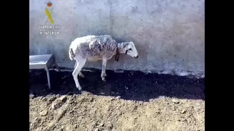 Detenido por maltrato animal un ganadero que abandonó a 300 ovejas y cabras