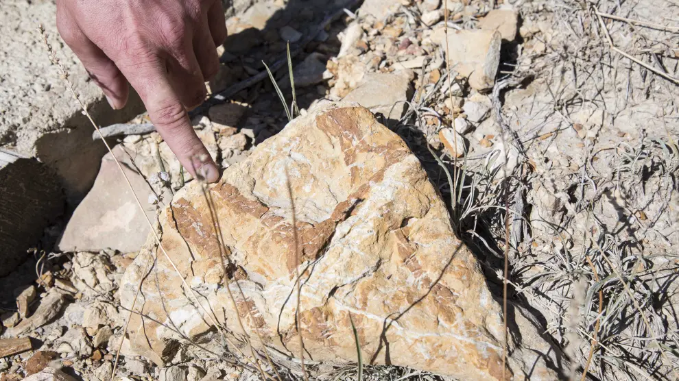 Fósil marino en el yacimiento de megaplanolites