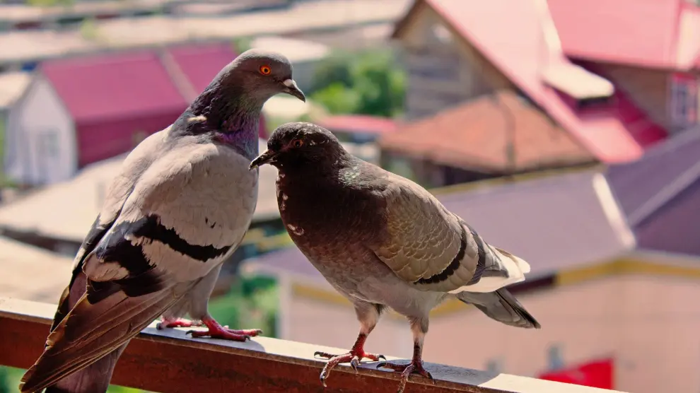 Las palomas pueden estropear tu terraza.