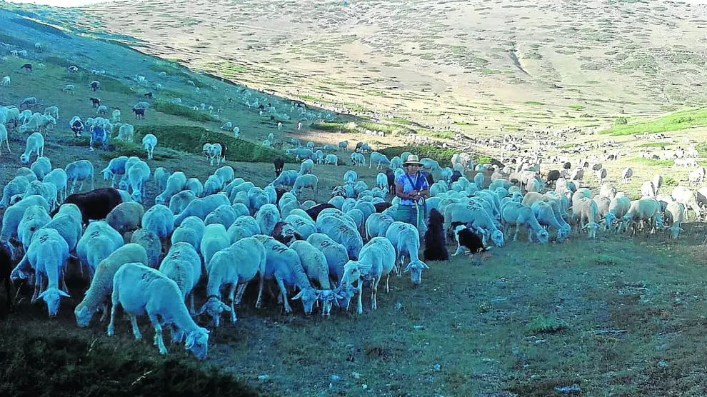 Maite Mengod, ganadera de la localidad turolense de La Puebla de Valverde, con su rebaño de ovejas y cabras.