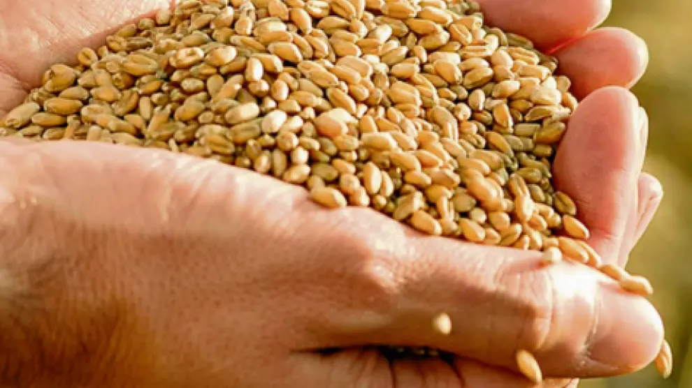 Las semillas certificadas superan unos rigurosos controles y unas estrictas normas de producción.