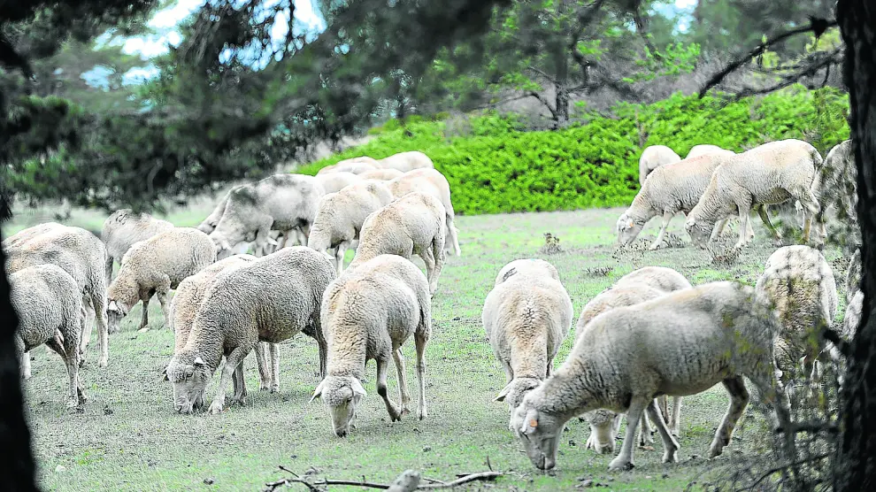 Un grupo de ovejas se alimenta en una zona de monte adaptada para el pastoreo extensivo.