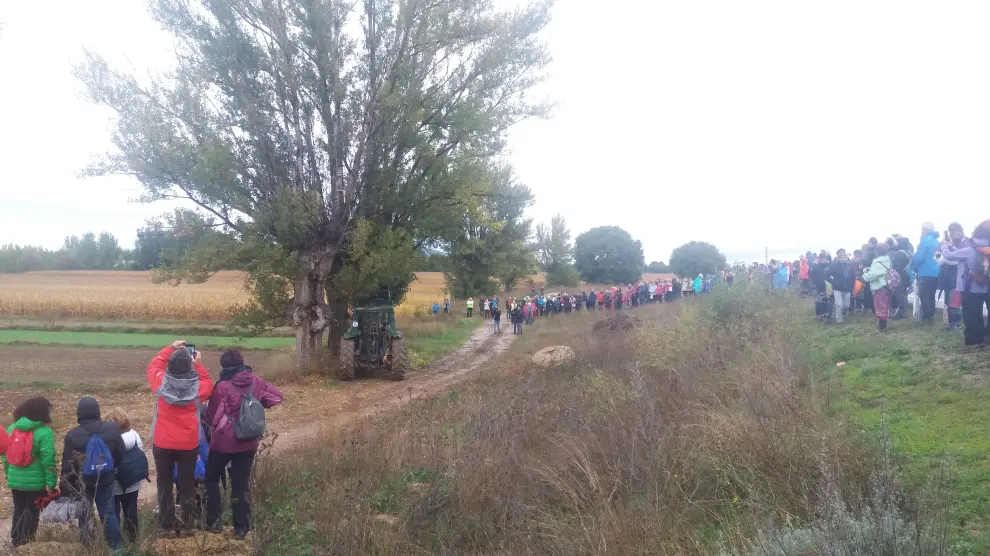 El público presencia la exhibición de poda del chopo cabecero en Torrijo.