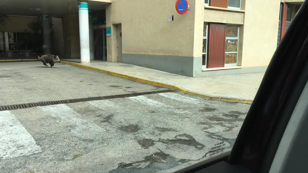 El jabalí, a las puertas del hospital de Alcañiz.