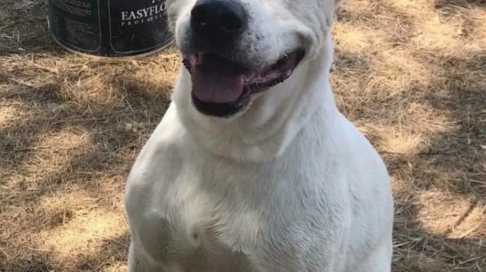 Sambalo, un cruce de dogo argentino, es uno de los perros más mayores del centro. Tiene 10 años y lleva seis en la protectora municipal.