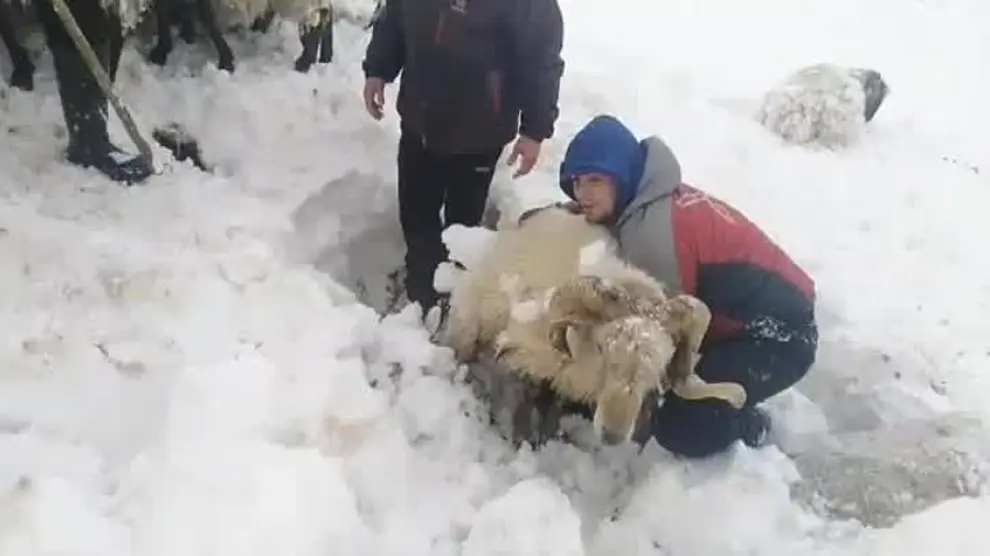 Más de 20 ovejas mueren sepultadas en la nieve por el ataque de perros domésticos