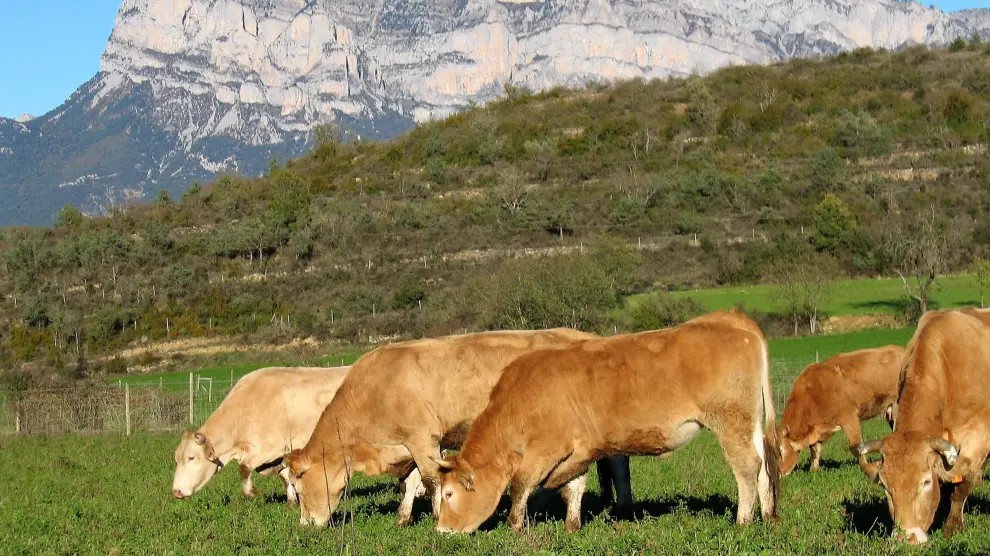 EL proyecto europeo DietaPYR2 estudia los valores nutricionales específicos de la carne de razas autóctonas del Pirineo