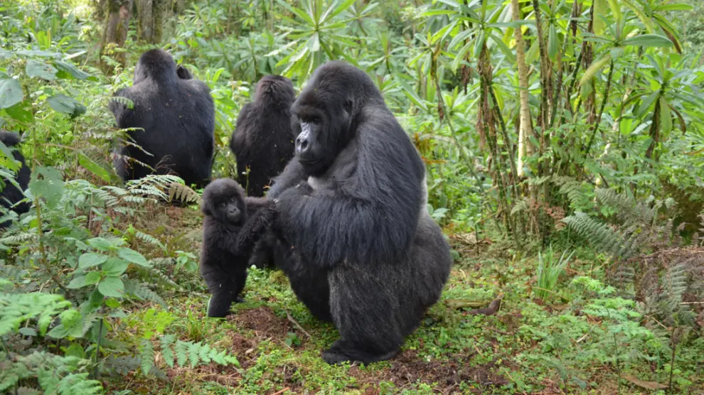 Un estudio reciente muestra gorilas macho que juegan y cuidan a las crías, incluso a las de otros machos
