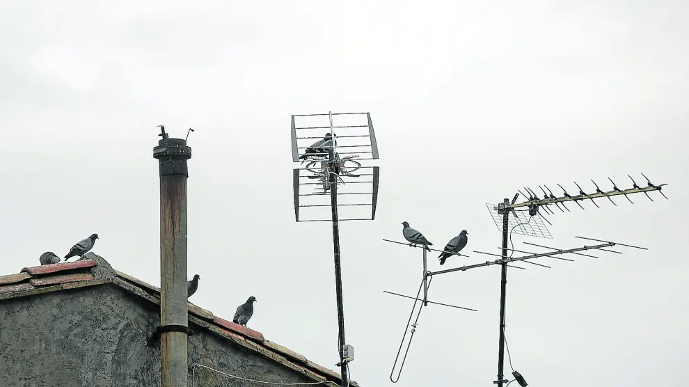 Un puñado de palomas sobre los tejados y las antenas, en el centro del pueblo.