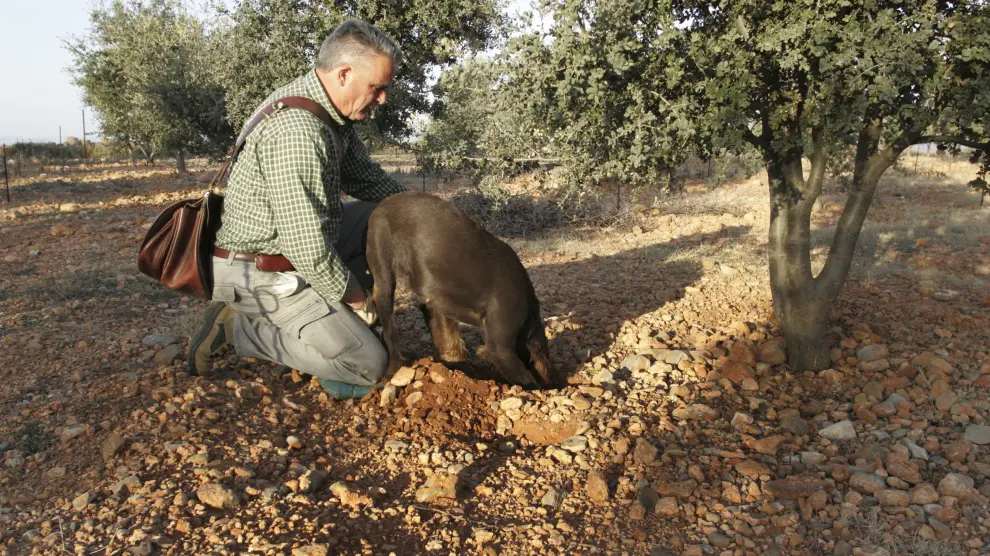 Daniel Bertolín, en el campo, con uno de sus perros, en plena tarea de búsqueda de las trufas.