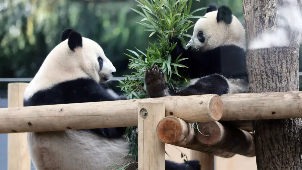 Un oso panga gigante (derecha) y su madre comen bambú en un zoo en Tokyo.