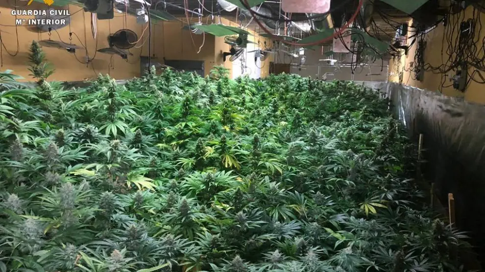La Guardia Civil encontró 1.600 plantas de marihuana en el interior de una vivienda de Garrapinillos en 2018.