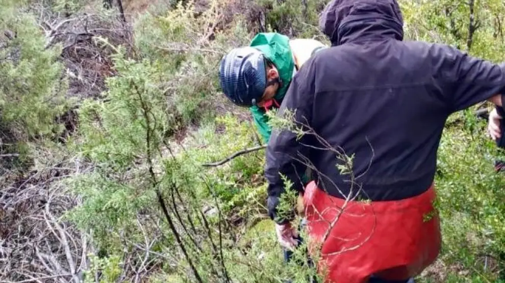 La Guardia Civil ha rescatado a uno de los buscadores en el pinar de Abizanda