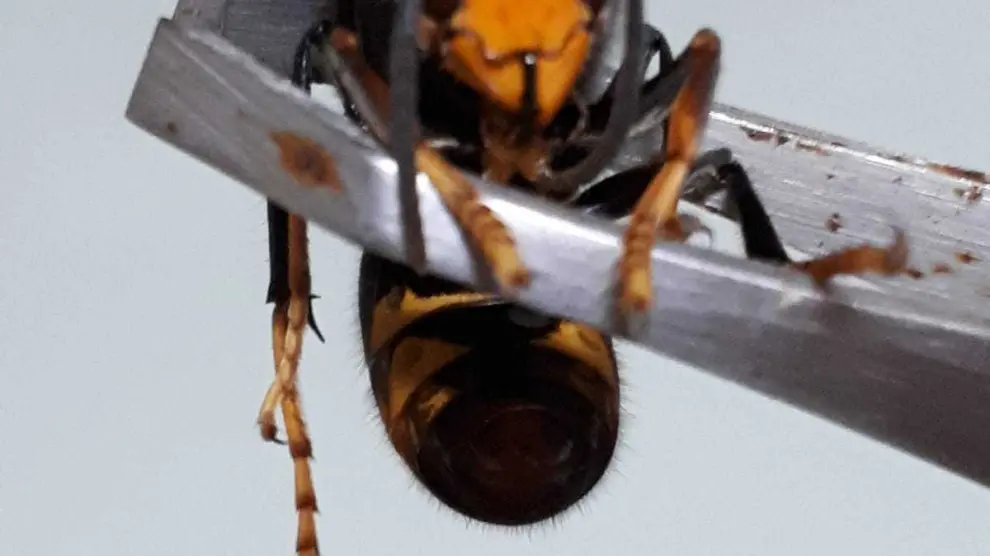 Imagen de una de las avispas localizadas en Ambel.