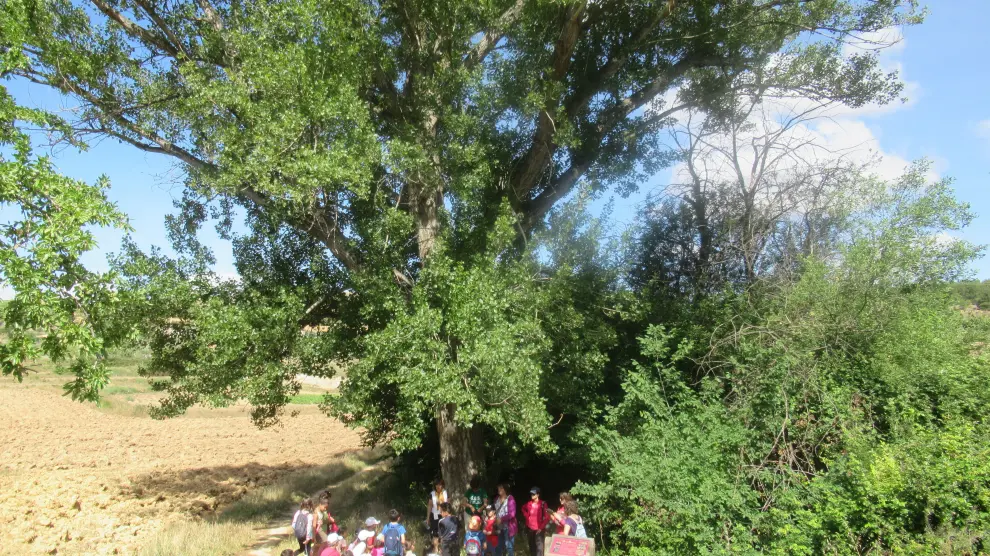 Un grupo de visitantes descansa junto a un árbol en el sendero botánico de la Val de Molinos, en Andorra.