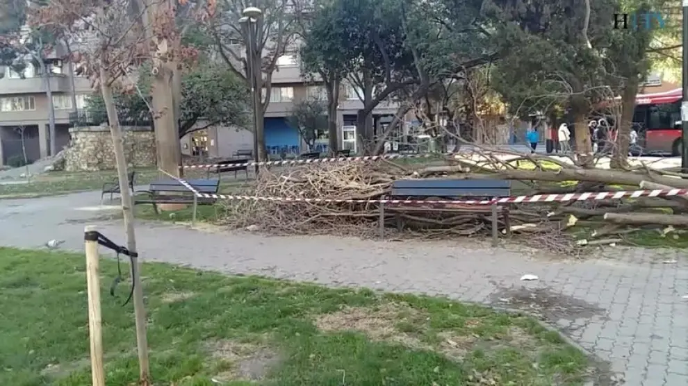 Cae un árbol en la plaza Reina Sofía de Zaragoza
