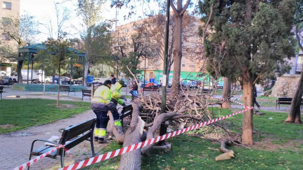 El árbol caído en la plaza de Reina Sofía.