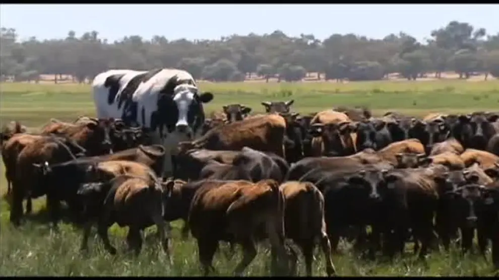 Así es la vaca gigante de Australia