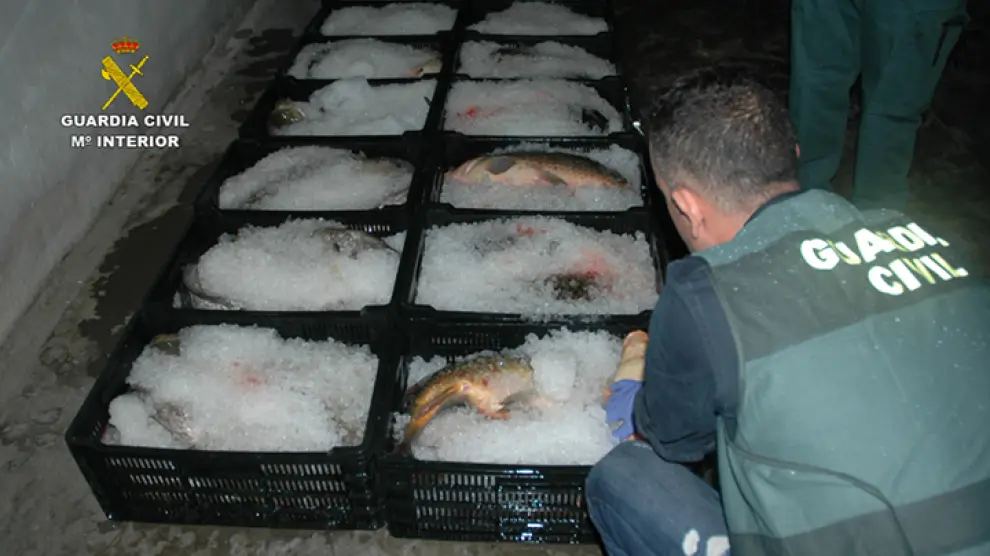 Hallados casi 900 kilos de pescado no apto para el consumo en Zaragoza
