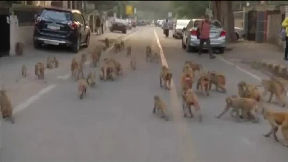 Los monos 'invaden' Nueva Delhi