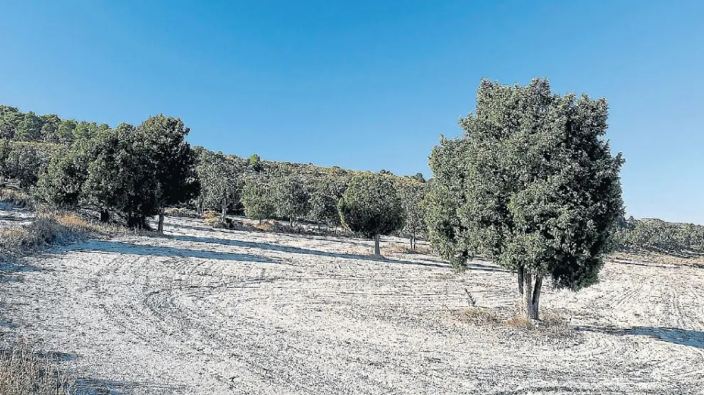 Sabinar de la Retuerta de Pina de Ebro.
