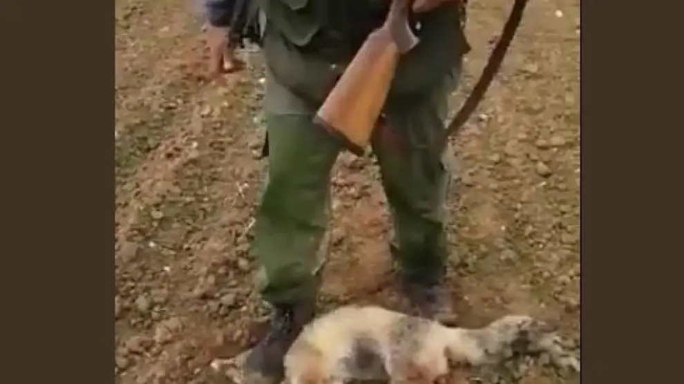 Imputado un vecino de Huesca por la tortura a un zorro mostrada en un vídeo