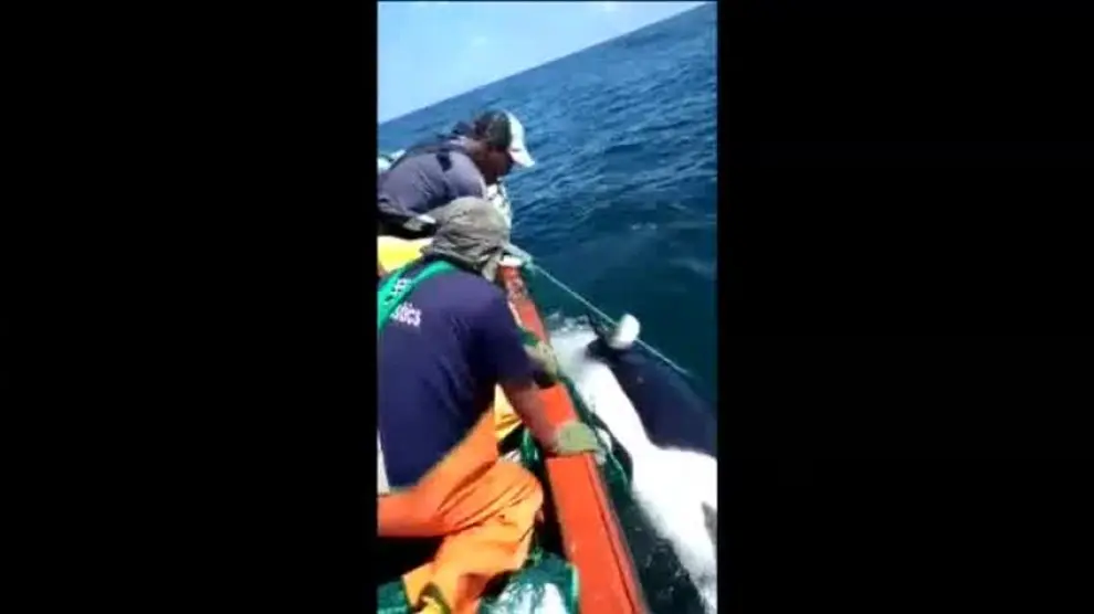 Pescadores peruanos liberan a una orca bebé