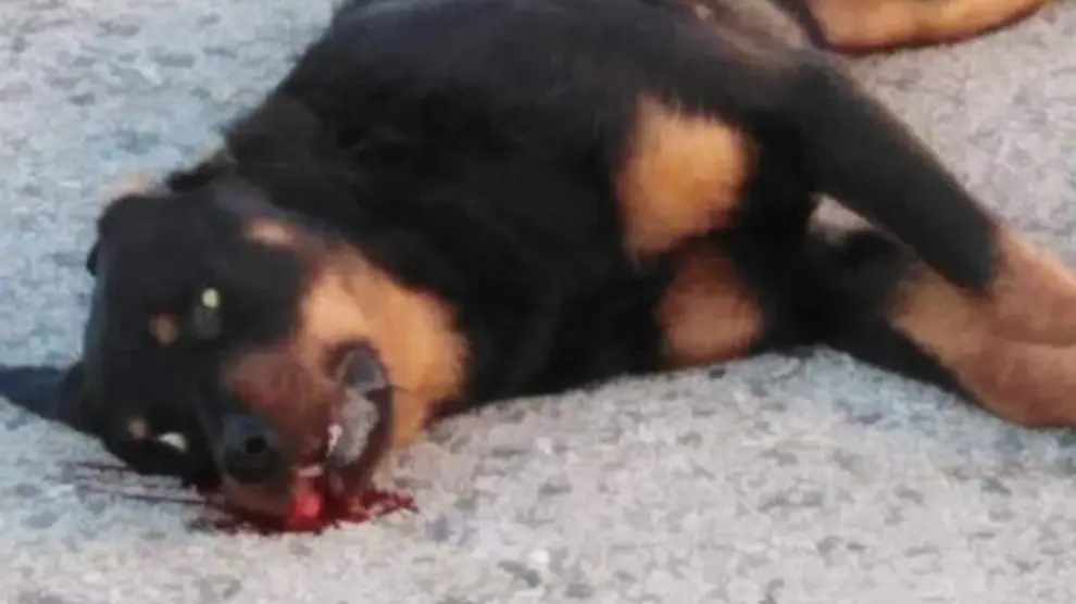 Un policía local de Calafell mata de un tiro a perro que le atacaba.