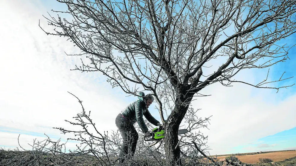 Lidia Lahuerta poda un árbol; las ramas se engavillan y se acumulan para su uso como fuente natural de calor en invierno.