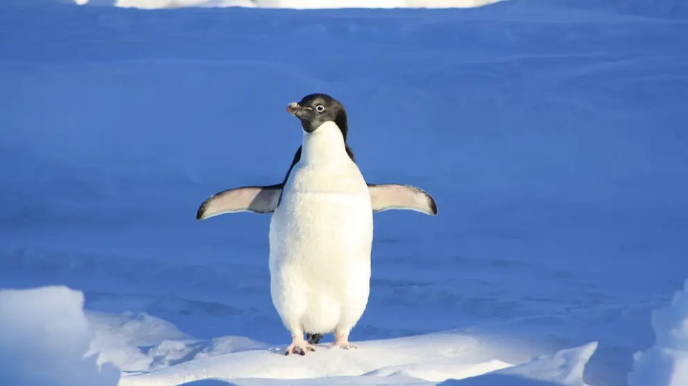 Al apadrinar un pingüino estás colaborando de forma gratuita con el reto de la Asociación Española Contra el Cáncer.
