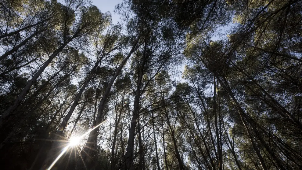 El sol se asoma entre los árboles del paraje de San Roque, una de las excursiones favoritas de los velillenses.